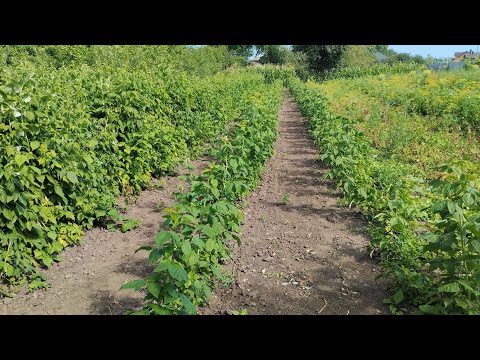 Видео: 🇺🇦підв'язуваня малини (Джоан-джей) наш метод