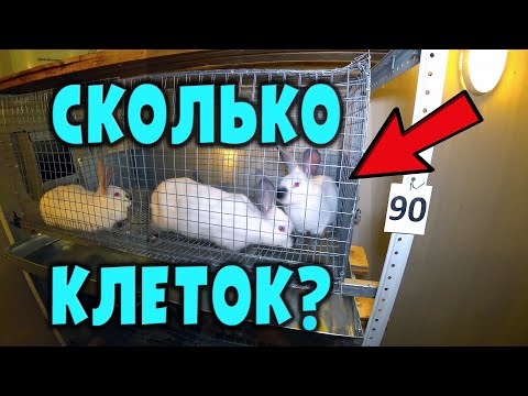 Видео: Сколько нужно клеток для кроликов?