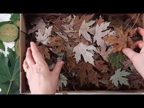 Видео: Заготовка листьев для экопринта
