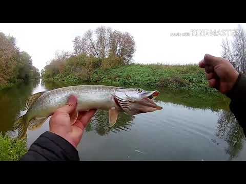 Видео: Рыбалка в Тульской области.Упа.Джиг.Жор