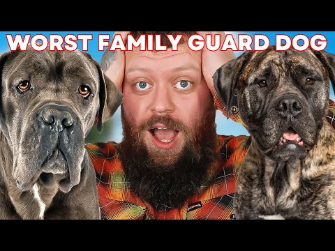 Видео: ХУДШАЯ ПОРОДА СЛУЖЕБНЫХ СОБАК ДЛЯ СЕМЕЙ