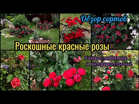 Видео: Самые любимые сорта красных роз в моём саду. Обзор сортов. Лучшие Красные розы