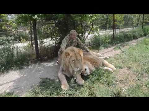 Видео: Ничего подобного блогеры не видели !Встреча с львами Филей и Витей !