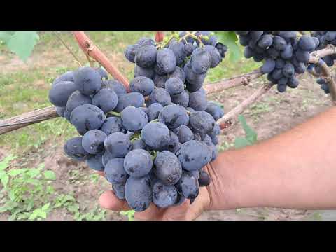Видео: Результати врожаю винограду. Частина 1. Сезон 2023