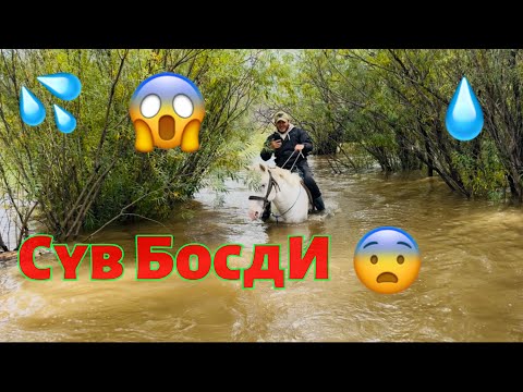 Видео: “Ишониш қийин: ферма яна сувда!”😱#рекомендация #чорвачилик #узбекистан #фермерлик #куйлик 