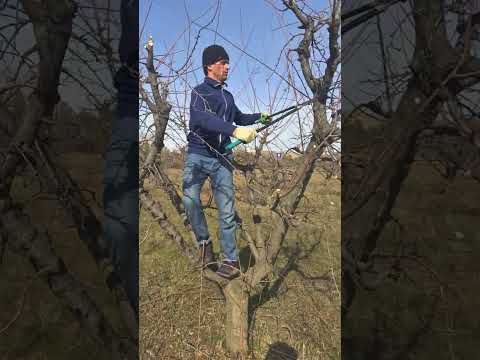 Видео: буридани ниҳоли олу