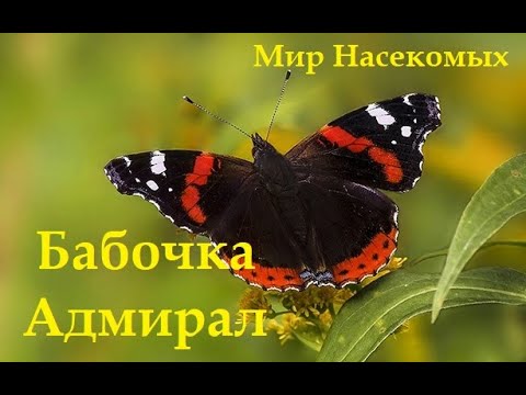 Видео: Бабочка Адмирал
