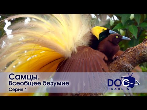 Видео: Самцы - Фильм 1. Всеобщее безумие - Документальный фильм