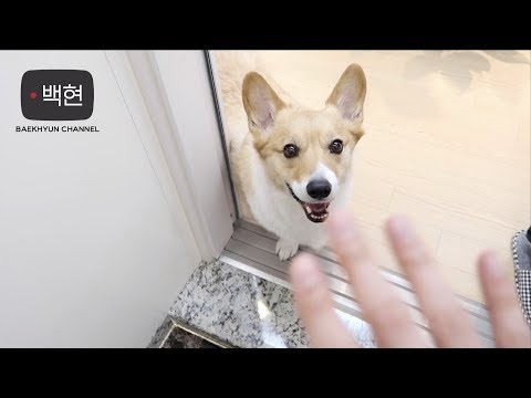 Видео: Влог Бэкхёна (Моннён/КюнТюб/Корги Тюб/Мой клон)