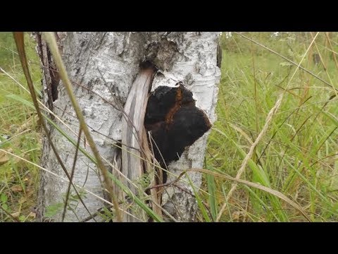 Видео: Где найти березовую чагу. Мои наработки