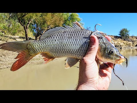 Видео: РЫБА-МОНСТР УНИЧТОЖАЕТ ЭТУ НАЖИВКУ!!! (Почти самая большая в мире)