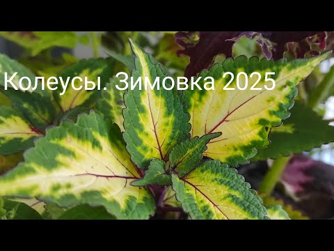 Видео: Колеусы, зимовка на подоконнике, содержание и уход.