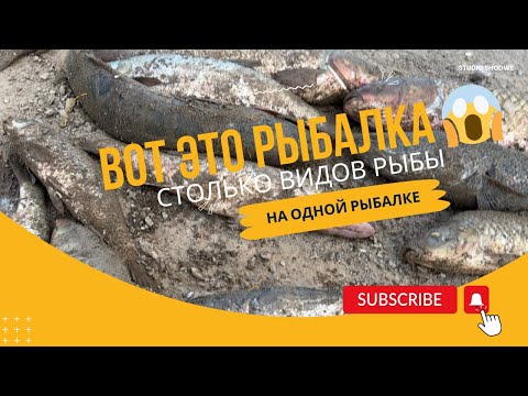 Видео: Рыбалка в Кызылорда! Рыбалка 2023! Рыбалка на Сырдарье! #рыбалка #рыбалка2023 #казахстан