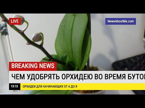 Видео: Чем подкормит орхидею во время бутонизации?