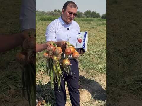 Видео: Пиёз уруғи ,#urug #piyoz #кечкипиёз #agro ##уруғлар  Ақлбек Икромов +998 77 210 28 80