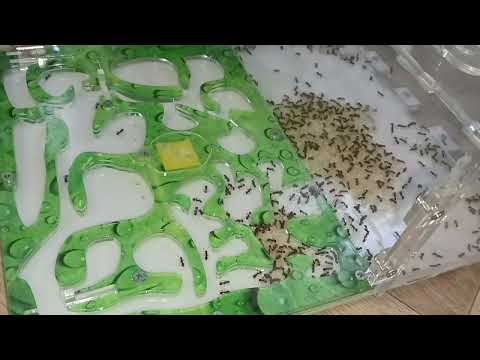 Видео: Переселение большой колонии мирмик в формикарий без гипса