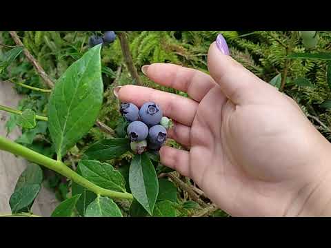 Видео: ХАННА ЧОЙС / Hannah`s Choice и РЕКА / Reka. В Подмосковье самые ранние сорта голубики.