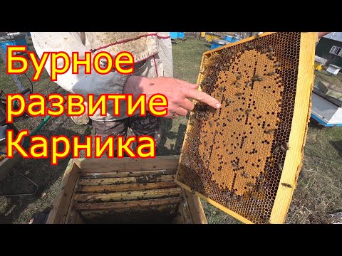 Видео: Бурное развитие в апреле, Карника в Сибири