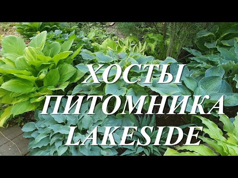 Видео: Известные хосты Лейксайд (Lakeside)