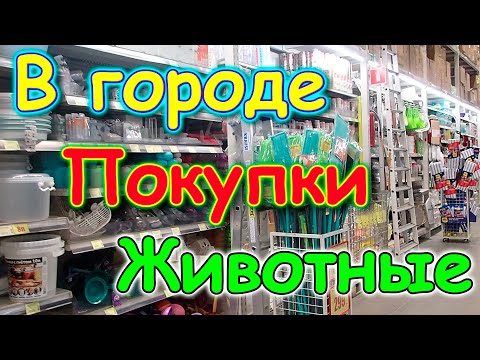 Видео: Отношения между Джесси и Ириской. В городе. Покупки. (11.24г.) Семья Бровченко.