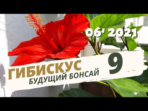 Видео: Хроника рекордного цветения гибискуса. Часть 9 | Июнь 2021