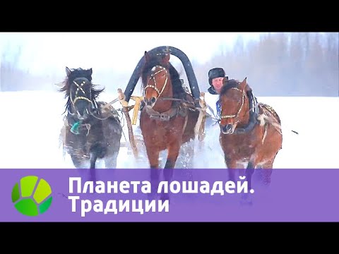 Видео: Планета лошадей. Традиции | Живая Планета