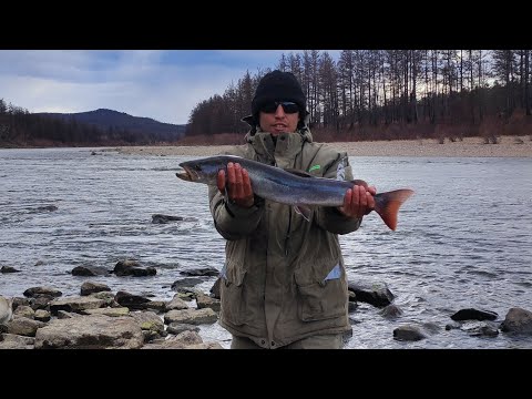 Видео: Осенняя рыбалка на реке #Витим в республике Бурятия.