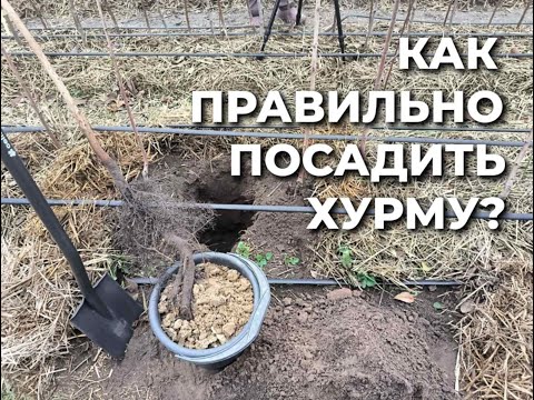 Видео: Что надо сделать обязательно при посадке хурмы.