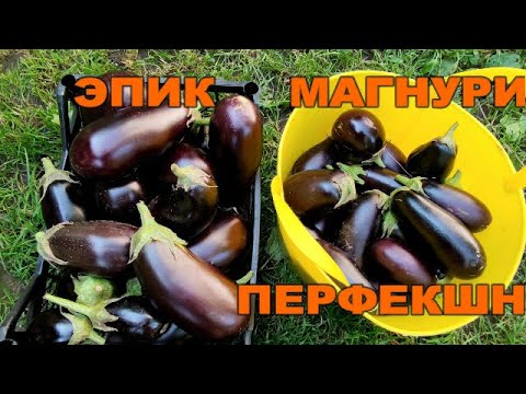 Видео: 🍆🍆БАКЛАЖАН ЭПИК - ЛУЧШИЙ! СРАВНЕНИЕ ТРЕХ ГИБРИДОВ БАКЛАЖАНОВ