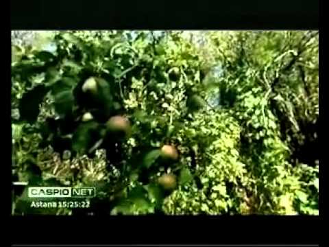 Видео: Талдыкорган. Жемчужина в короне Жетесу