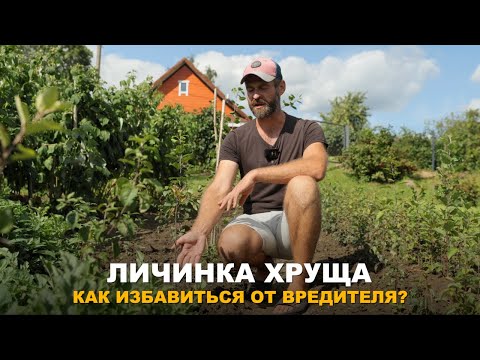 Видео: ОПАСНЫЙ ВРЕДИТЕЛЬ В ОГОРОДЕ. Разные способы борьбы с личинками майского жуга. Борьба с хрущем.