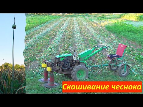 Видео: Покос ЧЕСНОКА !!!