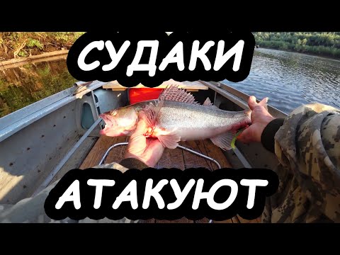 Видео: Рыбалка на судака | Сузунский район | Заломная | Не город TV