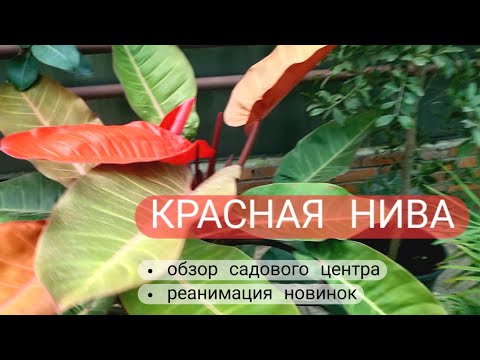 Видео: КРАСНАЯ НИВА: обзор, покупки, пересадка lecanopteris deparioides и platycerium ridleyi