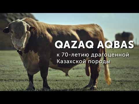 Видео: QAZAQ AQBAS | Қазақтың Ақбас тұқымына 70 жыл | 70 лет казахской белоголовой