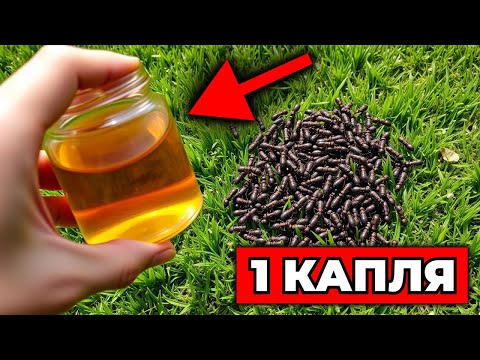 Видео: ТЛЯ И МУРАВЬИ ПРОПАЛИ ЗА НОЧЬ - ПРОВЕРЕННЫЙ МЕТОД