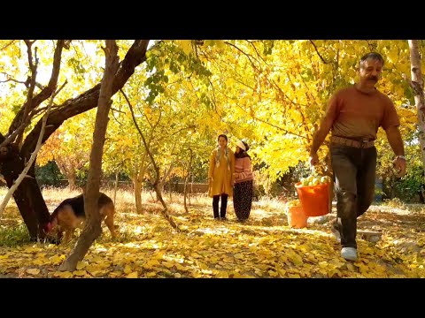 Видео: Радость сбора яблок с семьёй в сельской местности.
