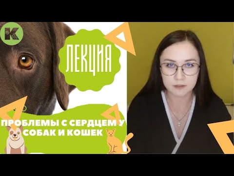 Видео: Проблемы с сердцем у животных, лечение сердца у собак и кошек
