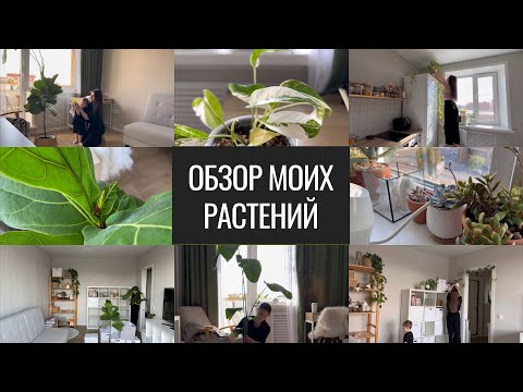 Видео: Обзор Остатков Коллекции. Пересадки и Возникшие Проблемы.