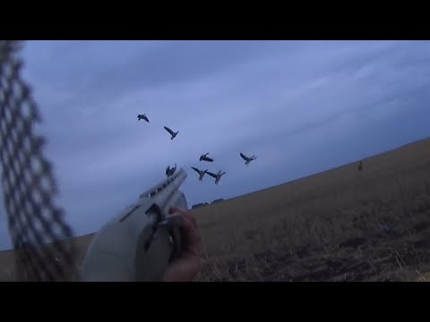 Видео: 11 гусей с трех налетов!!! Лучшая охота!!!