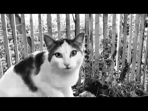 Видео: ежемесячные - жизнь кошачья