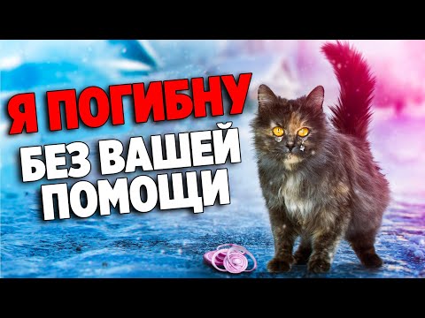 Видео: Кошка была настолько голодная, что ела сырой лук. Вот что мы сделали / SANI vlog