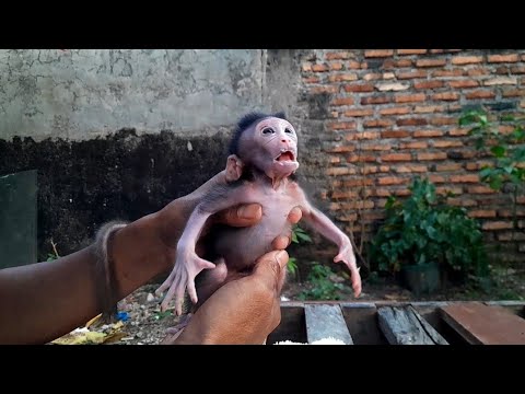 Видео: Хватит бросать обезьян прямо в лес