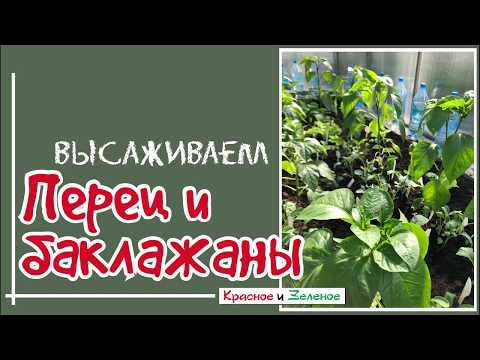 Видео: Посадка рассады перцев и баклажанов в теплицу
