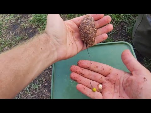 Видео: Приехал чтобы поймать карпа или толстолобика, а поймал карасей. Рыбалка на донку. #рыбалка #fishing