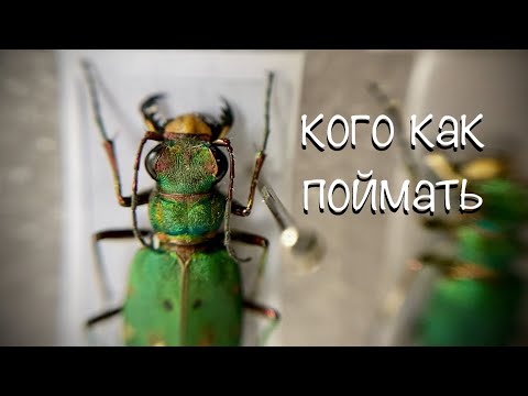 Видео: Обзор моей коллекции, и как её собрать