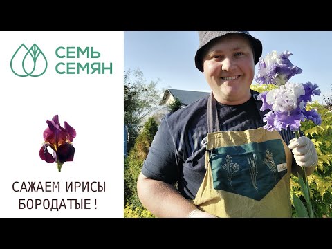 Видео: ПРЕКРАСНЫЕ ИРИСЫ БОРОДАТЫЕ! ТОНКОСТИ ПОСАДКИ И УХОДА!