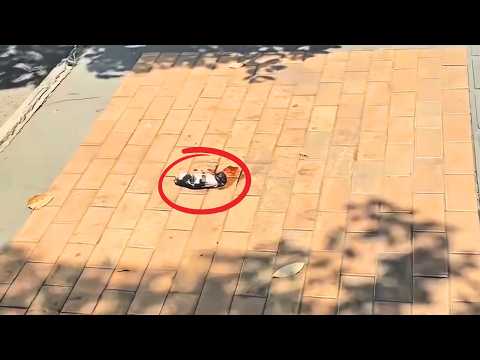 Видео: «Мама меня больше не хочет...» Новорожденный щенок беспомощно скулил на солнцепёке