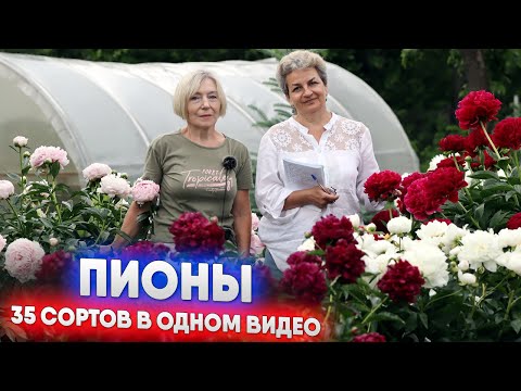 Видео: ПИОНЫ - 35 сортов в одном видео