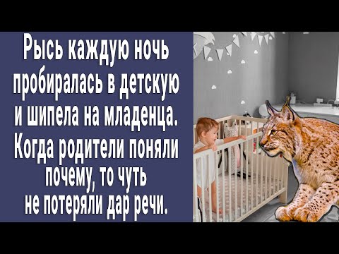 Видео: Рысь каждую ночь шипела на малыша. Когда родители поняли почему, потеряли дар речи